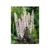 Ploštičník hroznatý 'Pink Spike' - Cimicifuga racemosa 'Pink Spike'