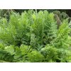 osmunda