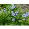Pomněnka bahenní - Myosotis palustris
