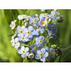 Pomněnka bahenní - Myosotis palustris