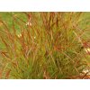 57090 2 proso prutnate rotstrahlbusch panicum virgatum rotstrahlbusch