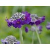Prvosenka hlavatá - Primula capitata subsp. mooreana