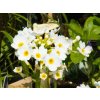 Primula japonica (1)