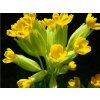 Prvosenka jarní - Primula veris  Primula veris