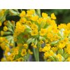 Prvosenka jarní - Primula veris  Primula veris