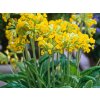 Prvosenka jarní - Primula veris