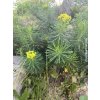 Pryšec chvojka - Euphorbia cyparissias