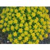 57312 1 prysec mnohobarevny euphorbia polychroma