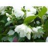 Philadelphus Snowbelle (1)