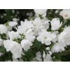 Pustoryl 'Snowbelle'