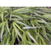 Rákosovka velká 'Aureola' - Hakonechloa macra 'Aureola'