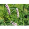 Rdesno bistorta 'Superbum' - Polygonum bistorta'Superbum'