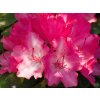 Rhododendron Astrid (2)