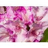 Rhododendron Blurettia (2)