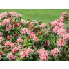 58143 1 rododendron brasilia