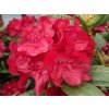 Rododendron 'Busuki'