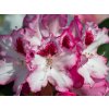 Rhododendron Excelsior (2)