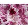 Rododendron �Kr�lowa Jadwiga/Royal Butterfly� (Balen� kontejner p9)