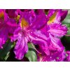 Rhododendron Libretto (1)