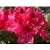 Rododendron 'Nova Zembla'  Rhododendron 'Nova Zembla'