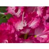 Rhododendron Prof.Horst Robenek (2)