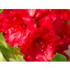 Rhododendron Red Jack (2)