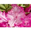 Rhododendron Sternzauber (2)