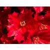 Rhododendron Taragona (2)