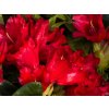 Rhododendron Bengal (1)