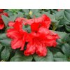 Rododendron 'Bengal'