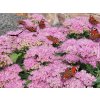 Rozchodník velký 'Herbstfreude' - Sedum telephium 'Herbstfreude'