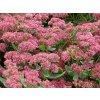 Rozchodník velký 'Herbstfreude' - Sedum telephium 'Herbstfreude'