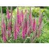 Rozrazil Klasnatý 'Rosa Zwerg' - Veronica spicata 'Rosa Zwerg'