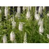 Rozrazil virginský 'Alba' - Veronica virginica 'Alba'