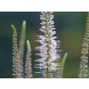 Rozrazil viržinský 'Pink Glow' - Veronicastrum virginicum 'Pink Glow'