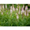 Rozrazil viržinský 'Pink Glow' - Veronicastrum virginicum 'Pink Glow'