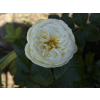 59097 1 59097 1 9b9cd4b5e5050850