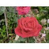Růže 'Erotika®'