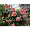 Růže 'Chippendale® Duchess of Cornwall'