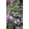 6ba66c485a76e56d
