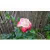 aeb7795b9f45904f