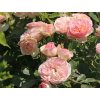 Růže 'Pastella®' (Balení kontejner C2)