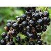 blackcurrant canes