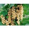 johannisbeere ribes rubrum weisse versailler
