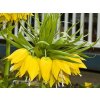lutea