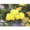 60111 2 rebricek tarinkovy moonshine achillea clypeolata moonshine