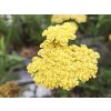 60111 1 rebricek tarinkovy moonshine achillea clypeolata moonshine