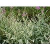 Řetězovka viržinská 'Variegata' - Physostegia virginiana 'Variegata'