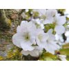 Sakura ozdobn� �Taihaku� (Balen� kontejner C7,5, Tvar roubov�no na km�nku, v��ka 100-120 cm)