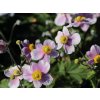 Sasanka plstnatá 'Robustissima' - Anemone tomentosa 'Robustisima'